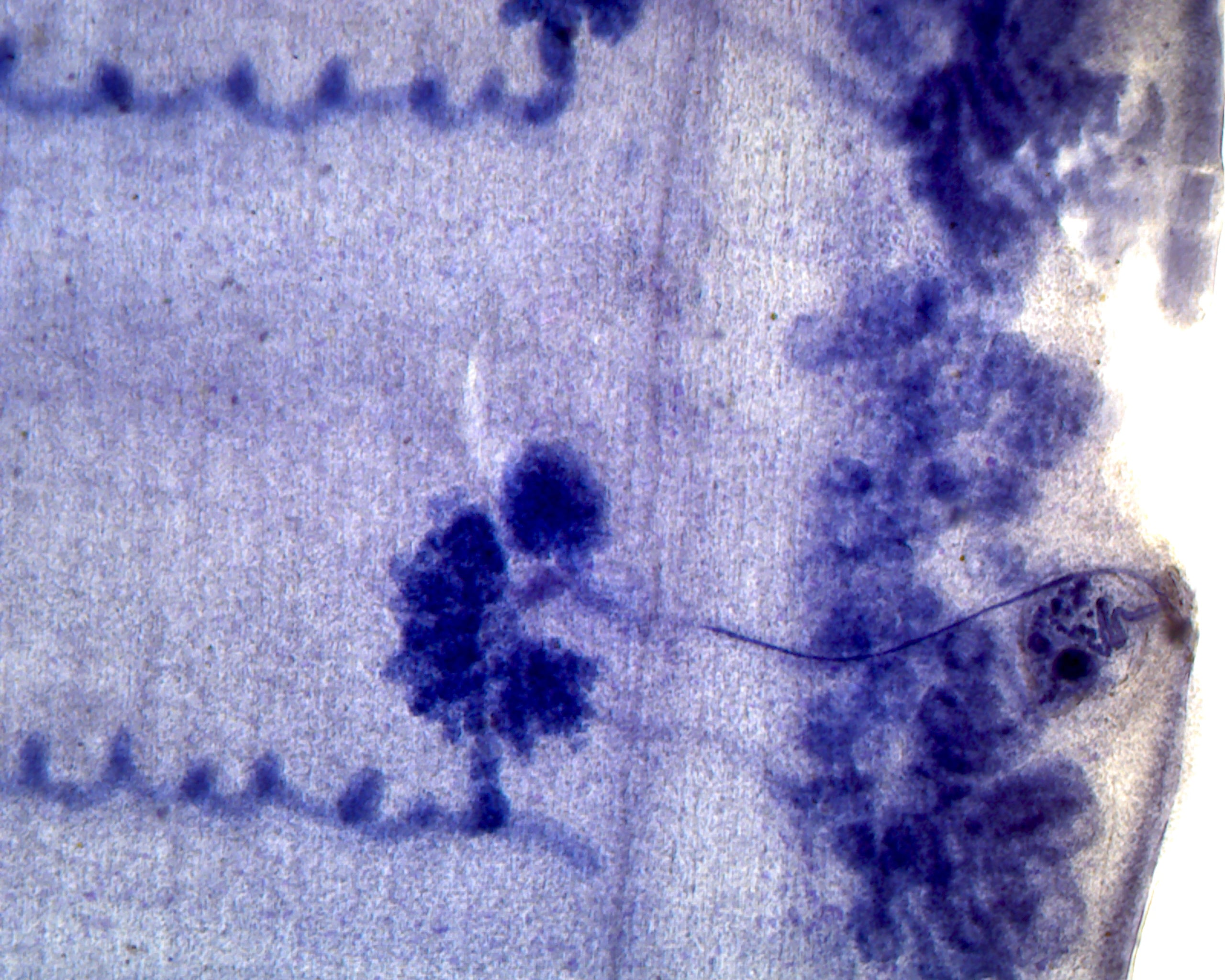 Microscope Slide, Taenia Pisiformes Proglottid, W.M., Tapeworm from Dog or Cat