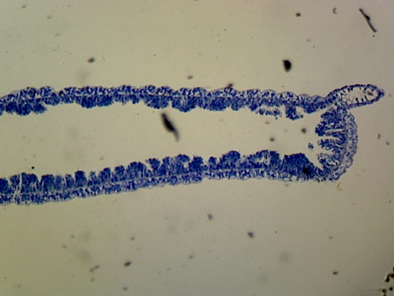 Microscope Slide, Hydra L.S.