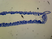 Microscope Slide, Hydra L.S.