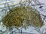 Microscope Slide, Spongia, Section W.M.