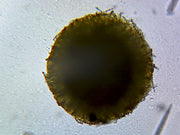 Microscope Slide, Spongia, Sec.; Commercial Bath Sponge