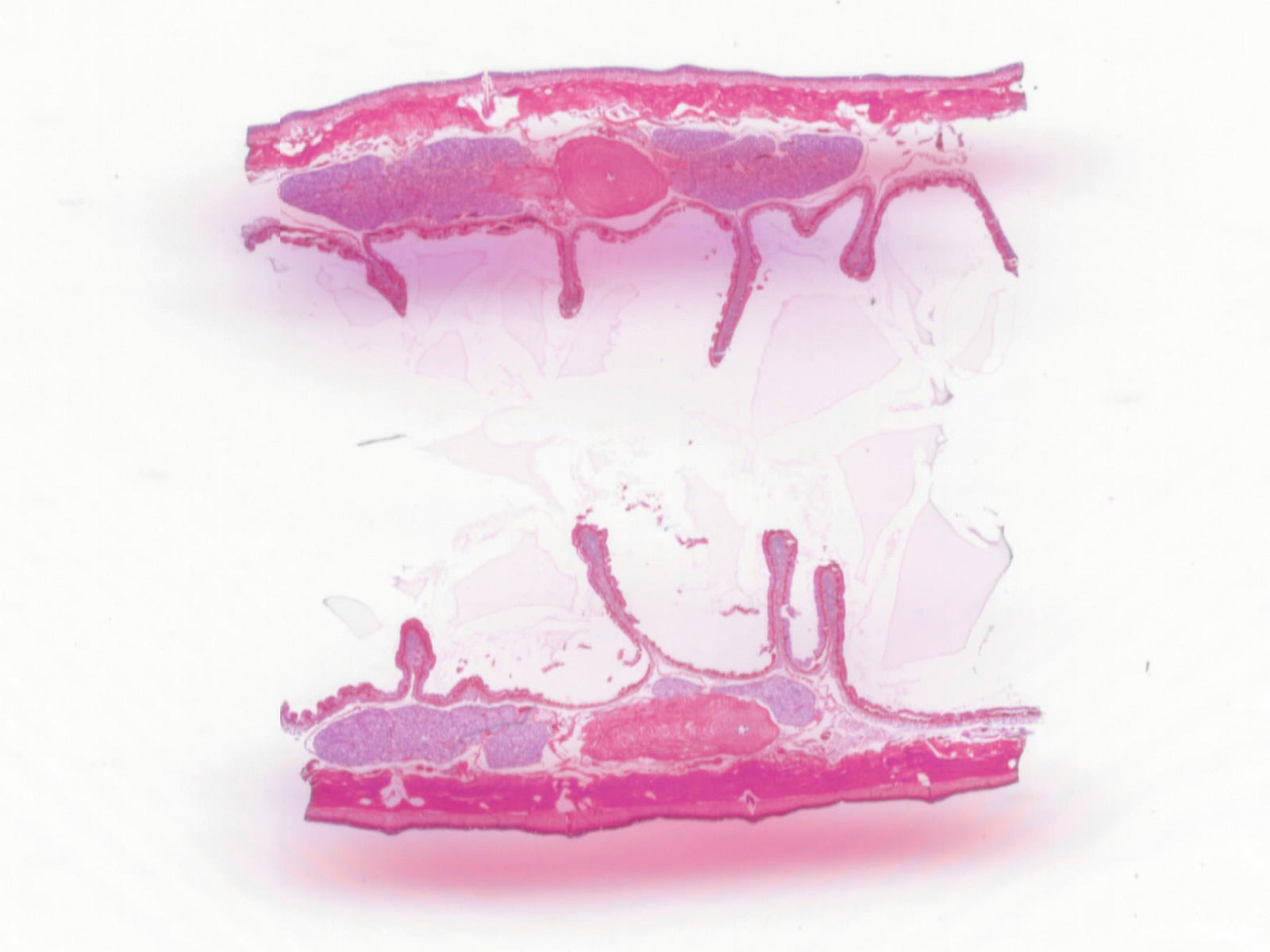 Microscope Slide, Earthworm, 9TH-16TH Segments, L.S. Showing sex organs
