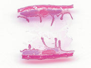Microscope Slide, Earthworm, 9TH-16TH Segments, L.S. Showing sex organs