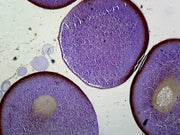 Microscope Slide, Frog Ovary; Section H&E Stain