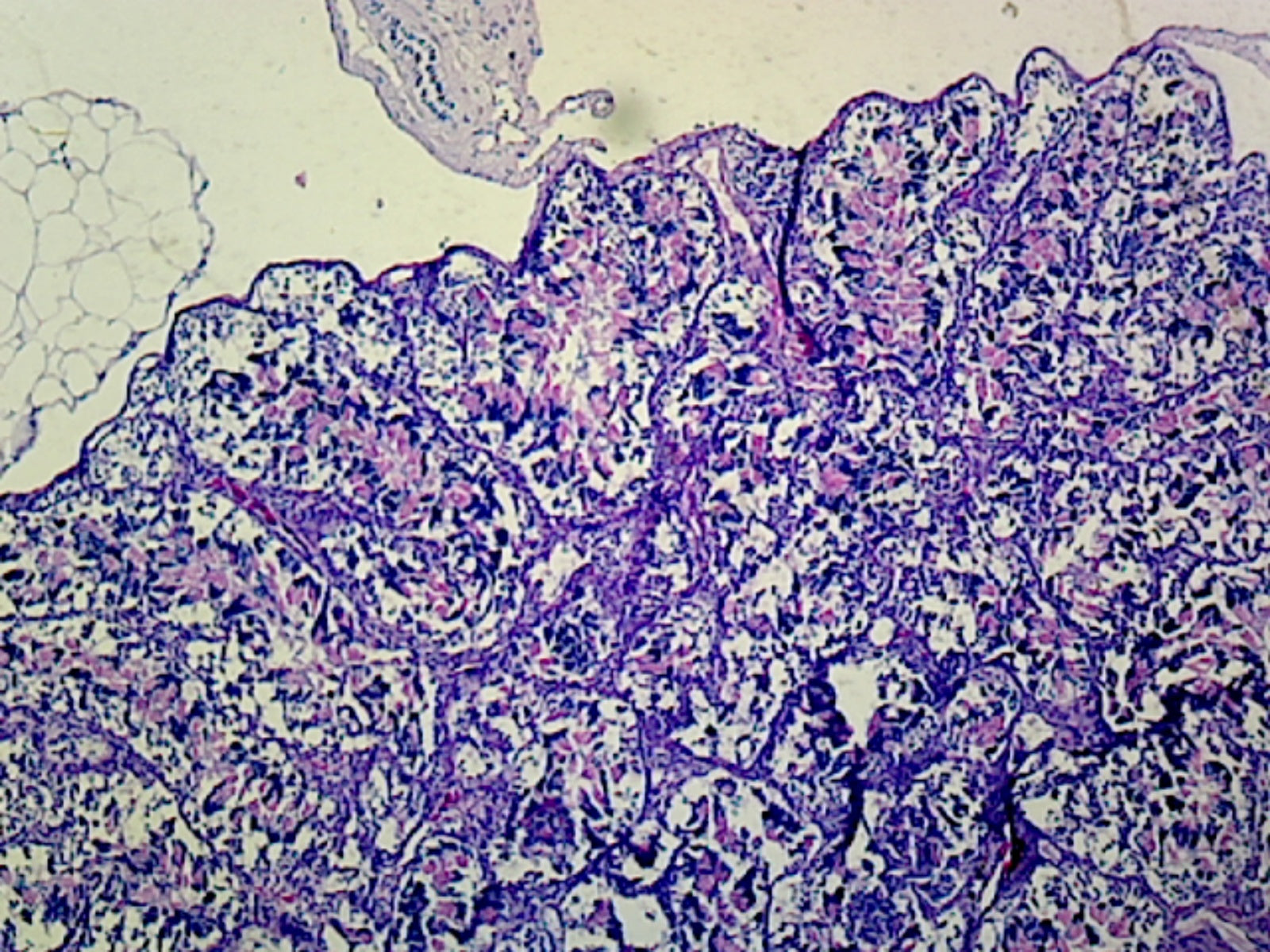 Microscope Slide, Frog Testis; Section IH Stain