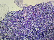 Microscope Slide, Frog Testis; Section IH Stain