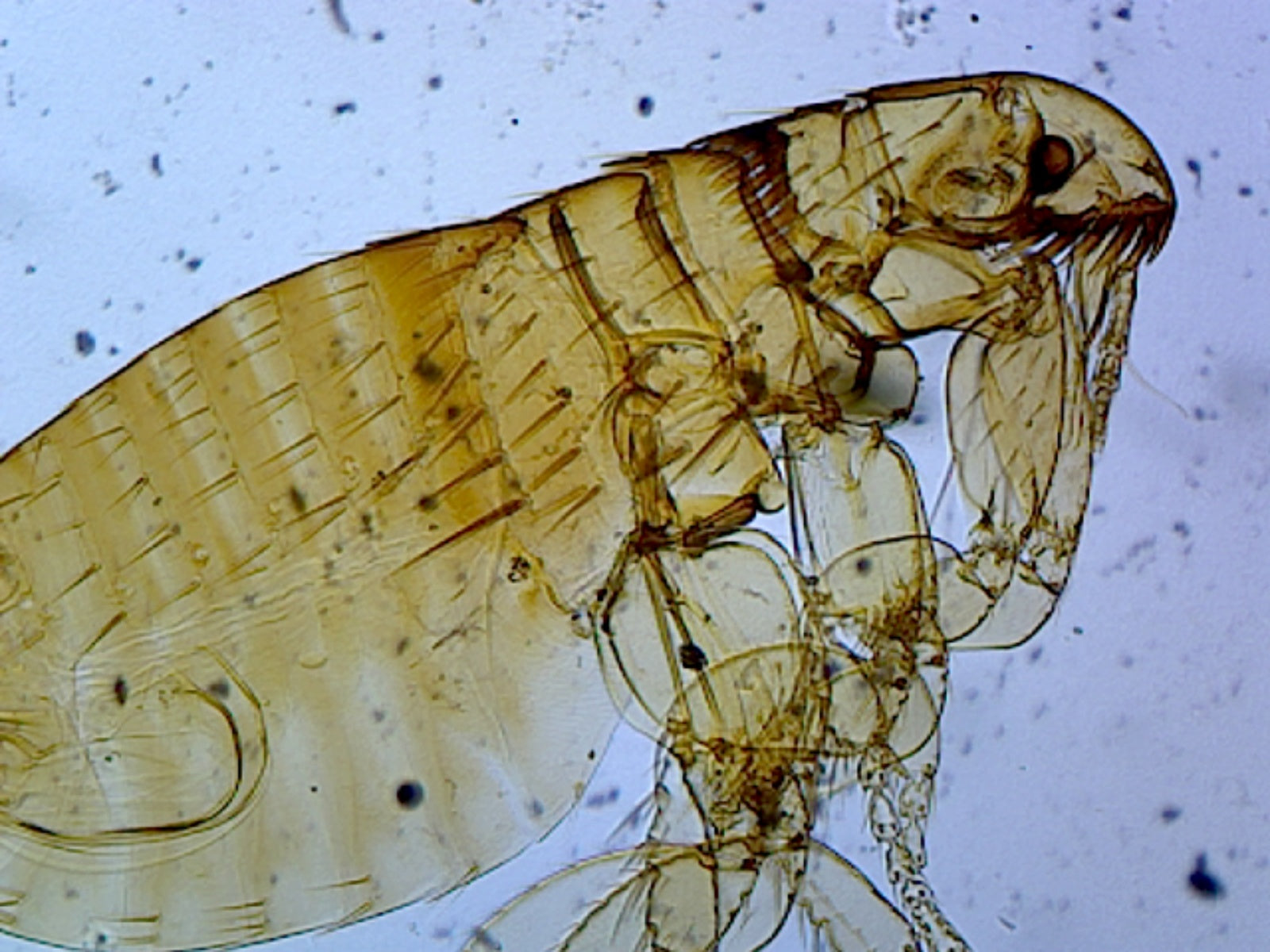 Microscope Slide, Ctenocephalides Adult, W.M. Dog or Cat Flea
