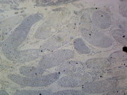 Microscope Slide, Grasshopper Testis W.M.