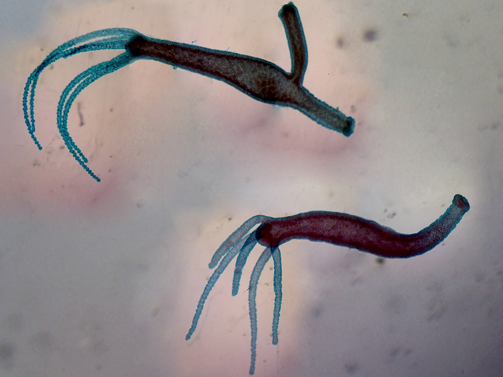 Microscope Slide, Hydra Adult with Bud and Hydra Adult without bud W.M.