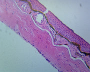 Microscope Slide, Frog Skin Section