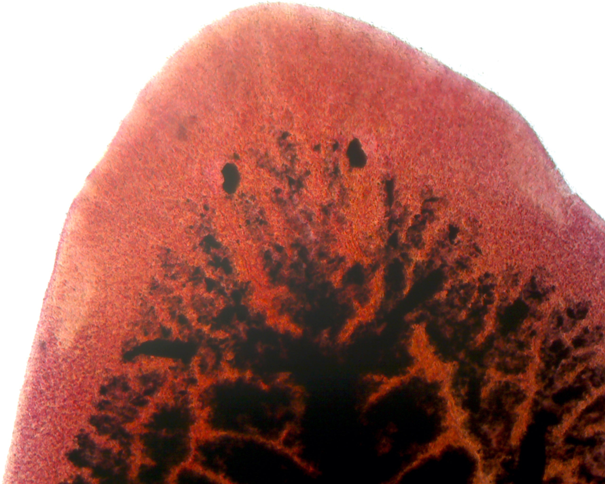 Microscope Slide, Planaria Carbon Fed, W.M. Showing Branches and Diverticula or Digestive System