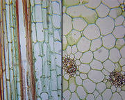 Microscope Slide, Zea Mays Stem, Two Mounts, L.S. and C.S.