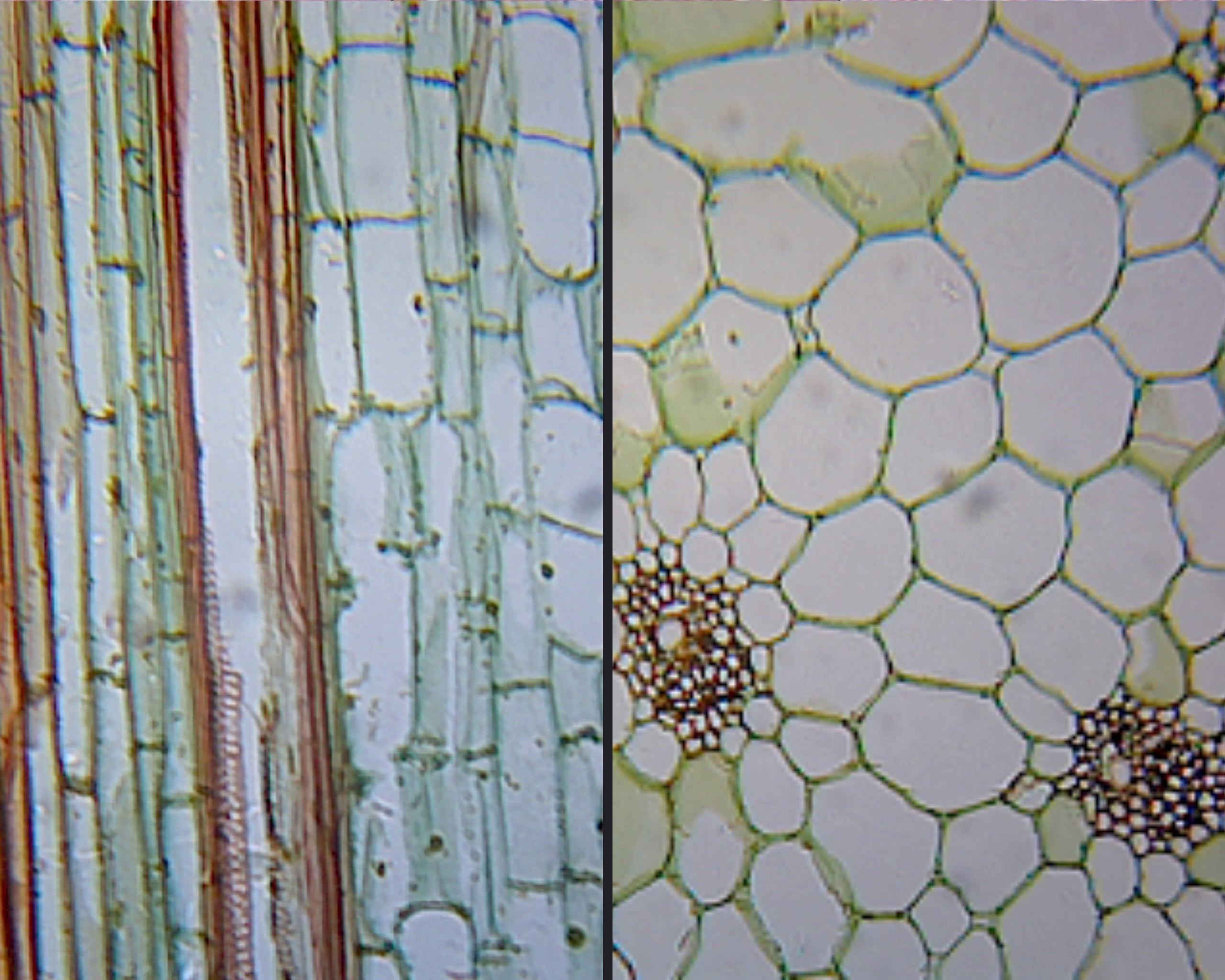 Microscope Slide, Zea Mays Stem, Two Mounts, L.S. and C.S.