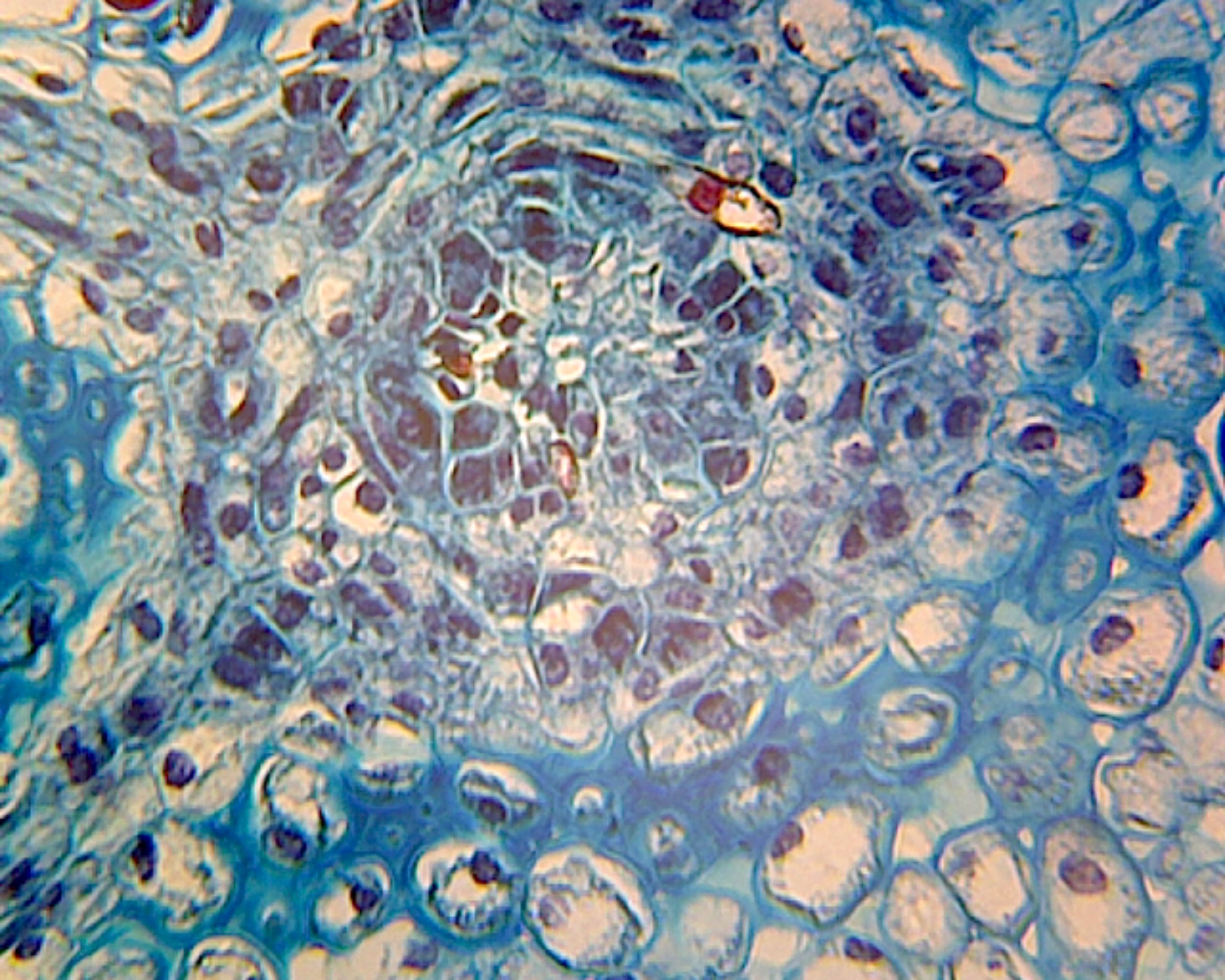 Microscope Slide, Elodea Stem Tip Section