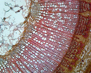 Microscope Slide, Tilia One Year Old Stem C.S. Basswood