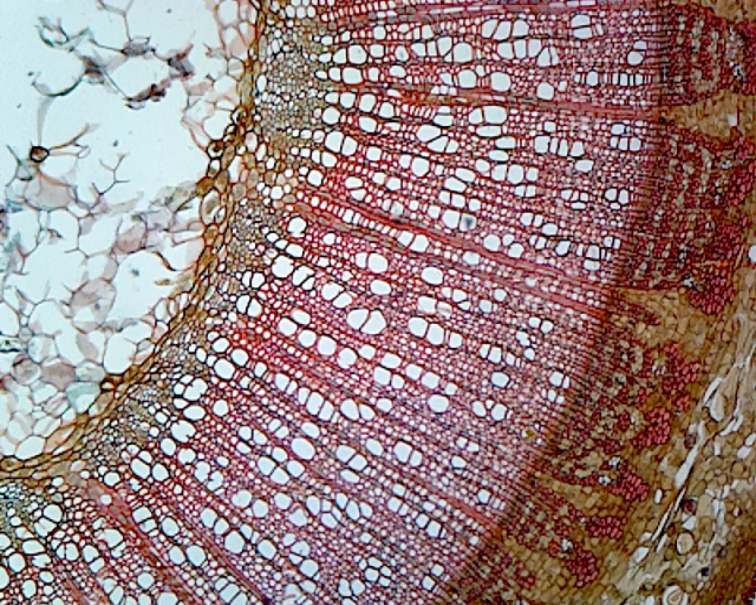 Microscope Slide, Tilia One Year Old Stem C.S. Basswood