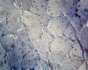 Microscope Slide, Frog Striated Skeletal Muscle, C.S.
