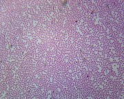 Microscope Slide, Blood Smear Earthworm