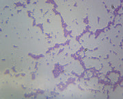 Microscope Slide, Bacilli, Smear, Gram Negative