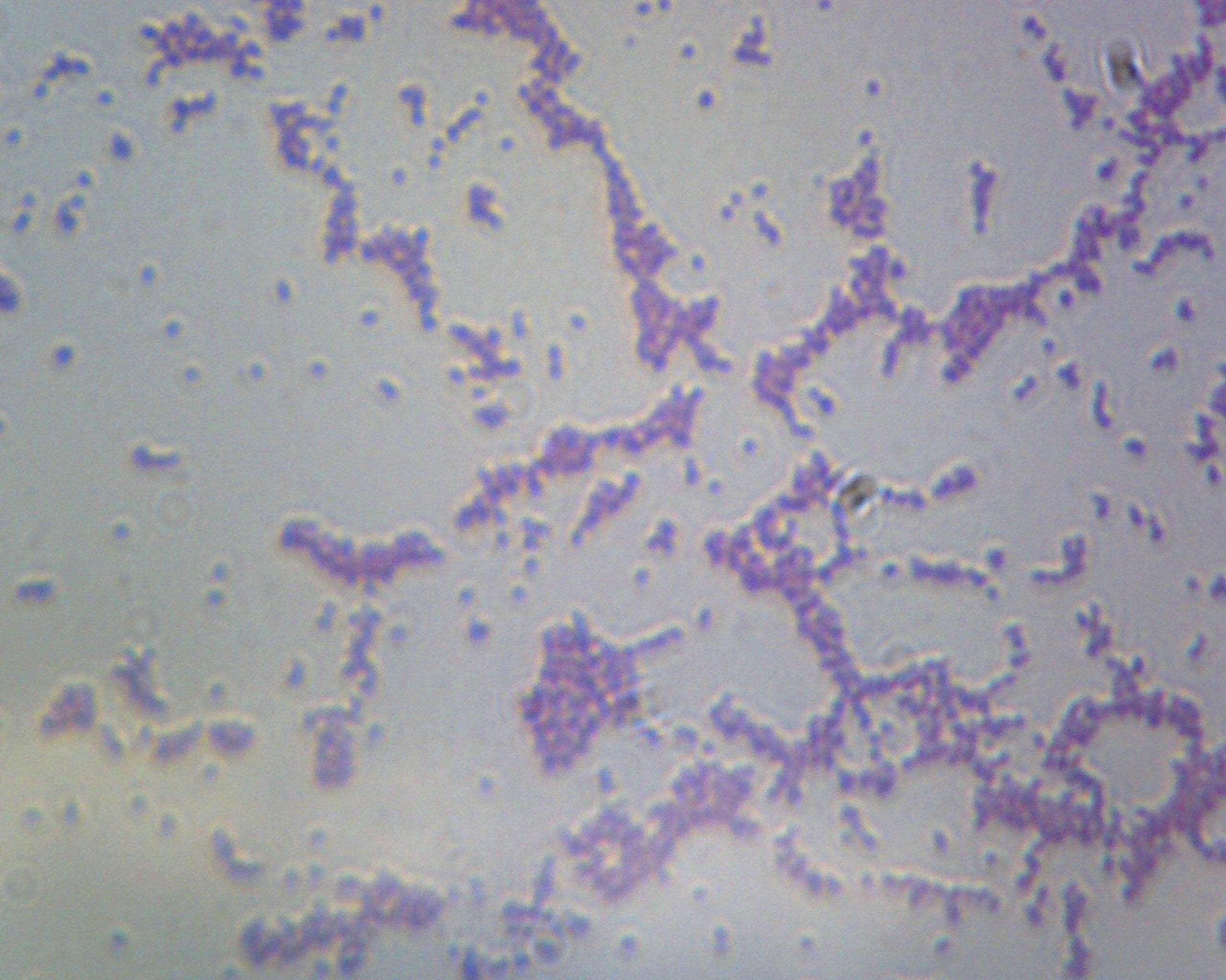 Microscope Slide, Bacilli, Smear, Gram Negative