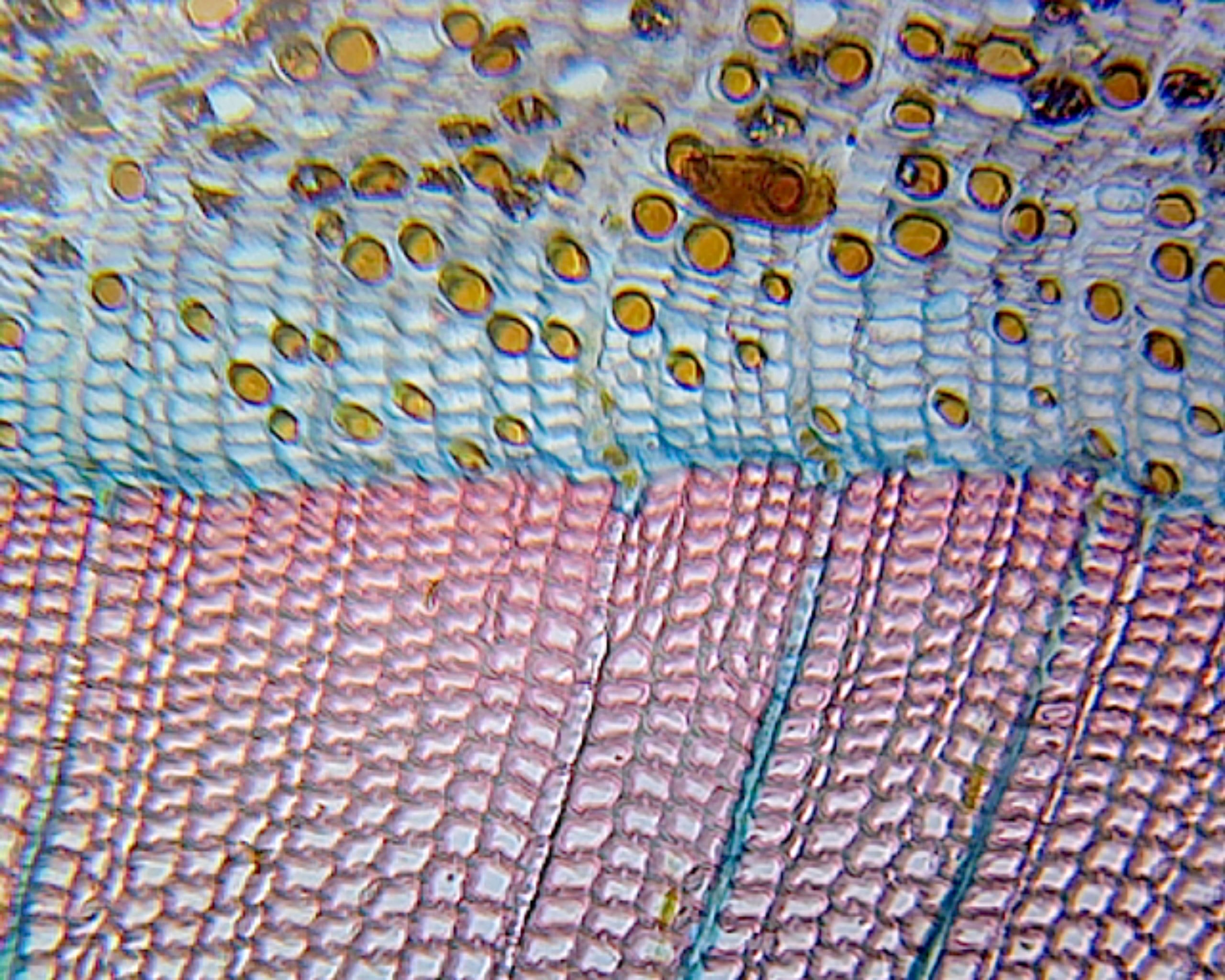 Microscope Slide, Pine Mature Stem