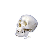United Scientific® Human Skull Model