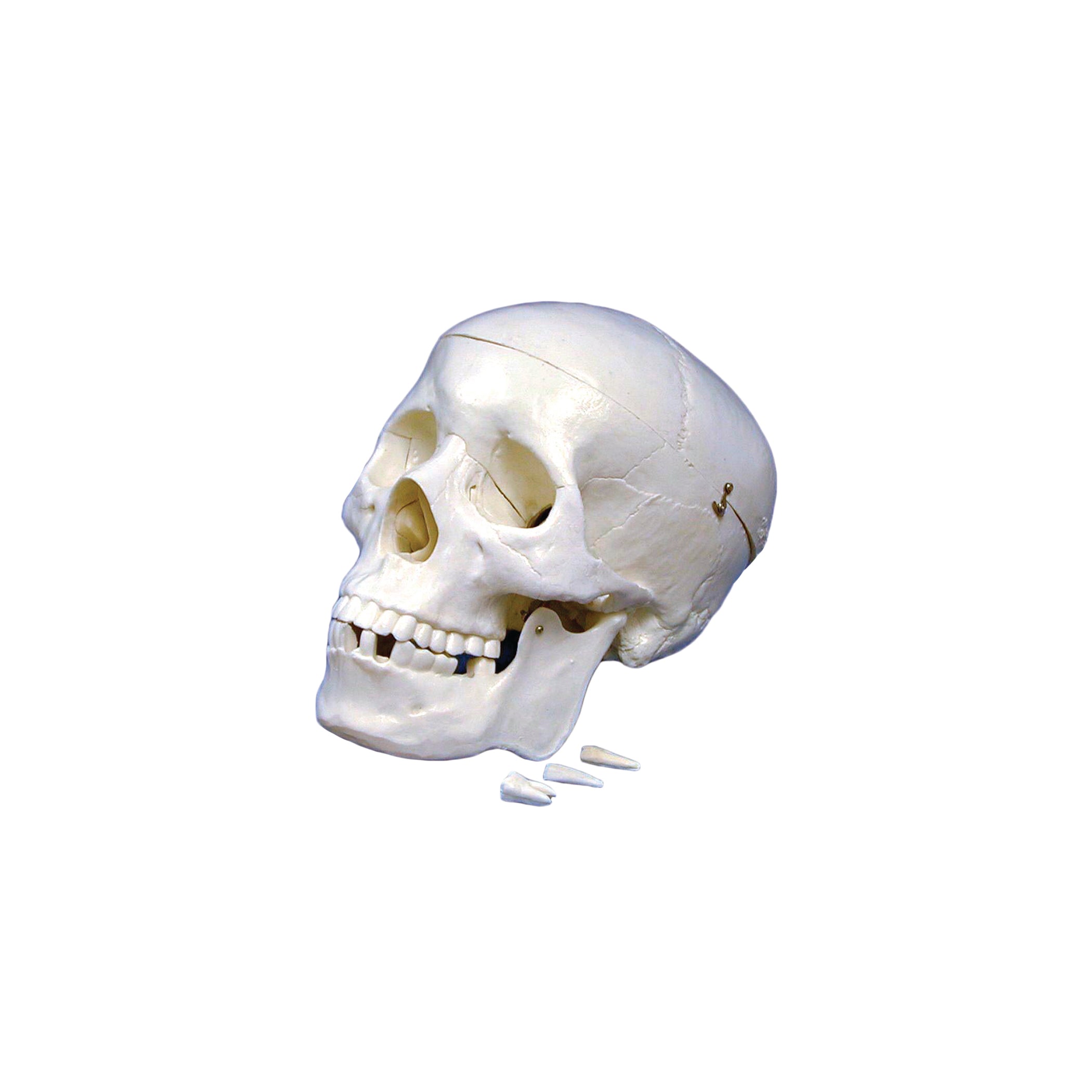 United Scientific® Human Skull Model