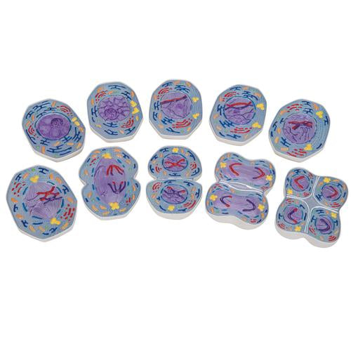 Meiosis Model