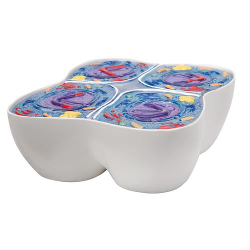 Meiosis Model