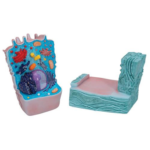Animal Cell Model