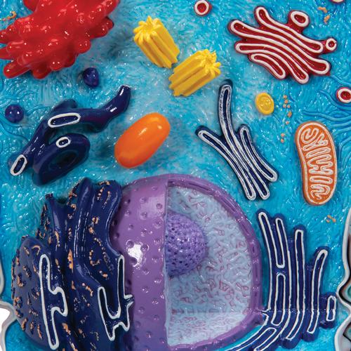 Animal Cell Model