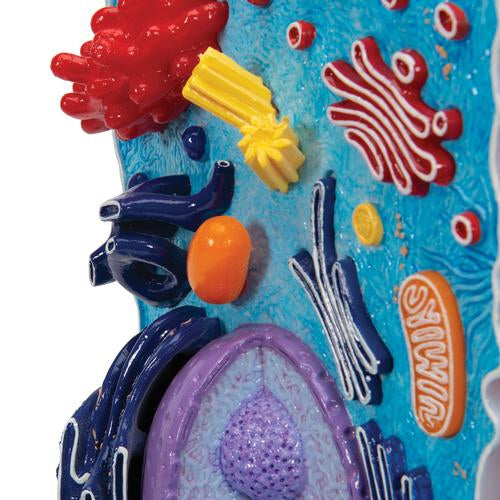 Animal Cell Model