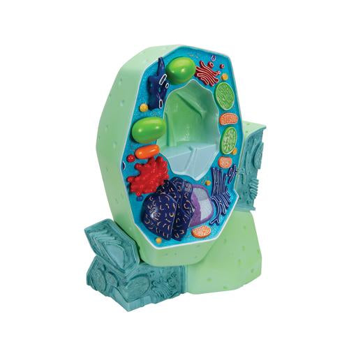 Plant cell model