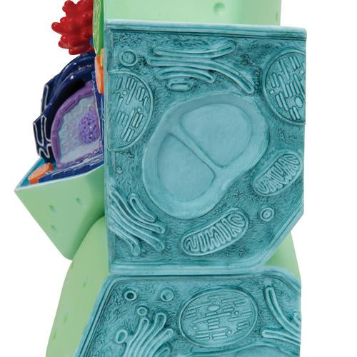 Plant cell model