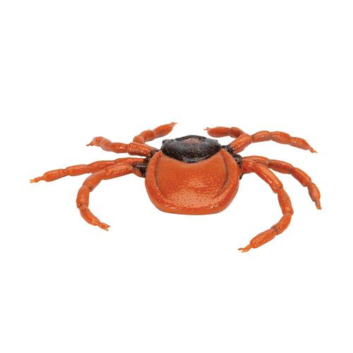 Castor Bean Tick (Ixodes ricinus), Model