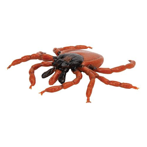 Castor Bean Tick (Ixodes ricinus), Model