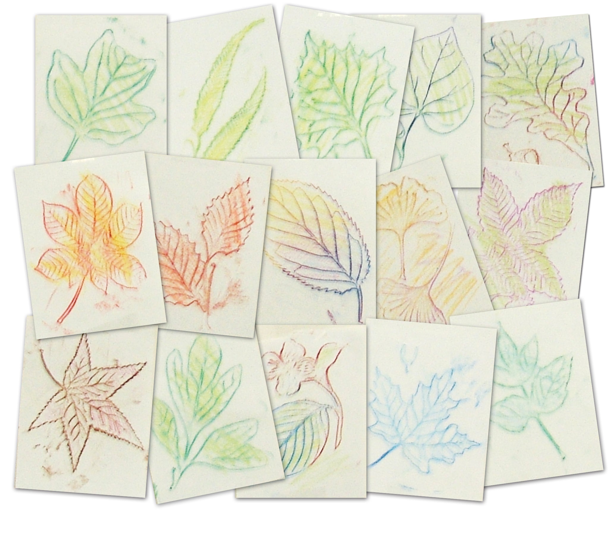 Leaf Rubbing Plates 16/pkg