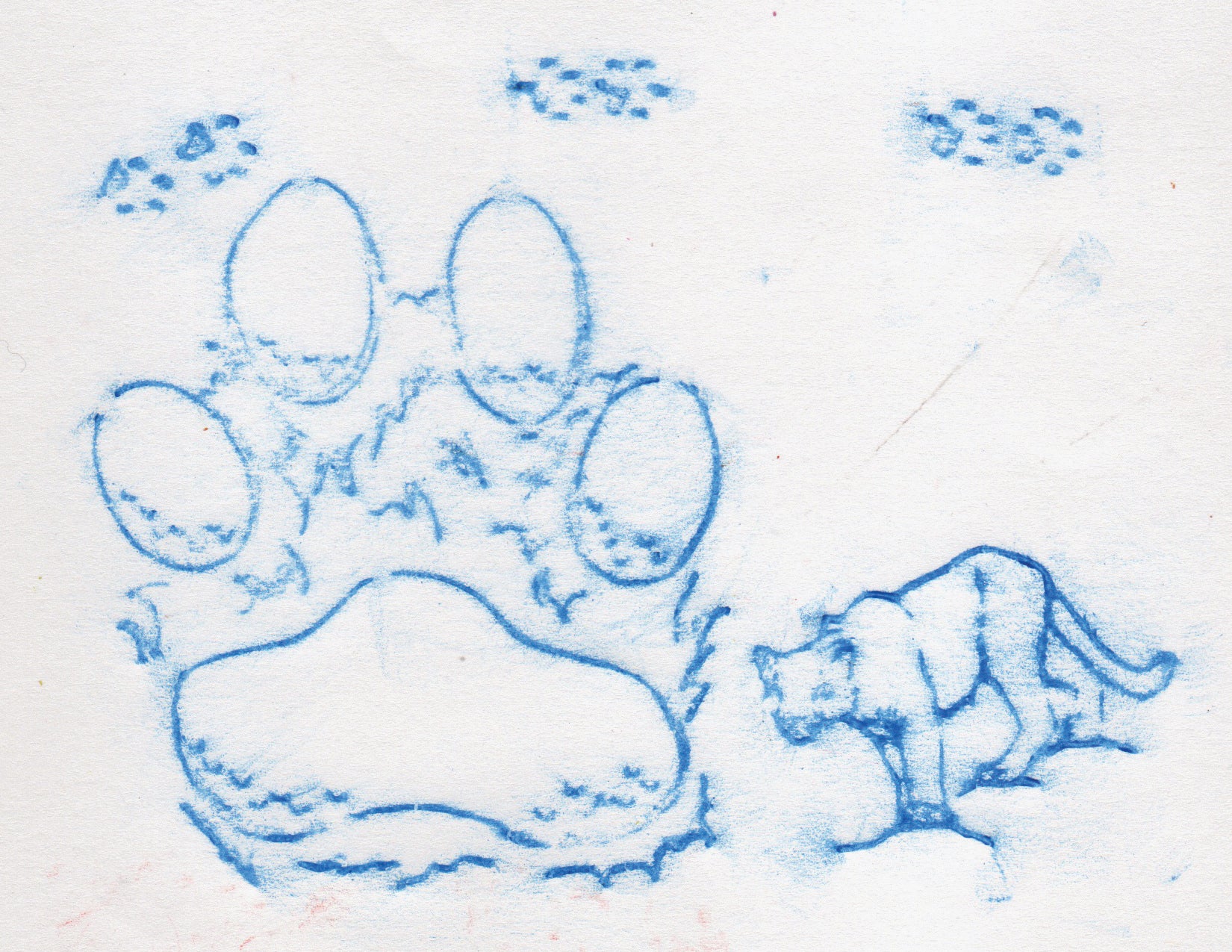 Animal Track Rubbing Plates 16/pkg