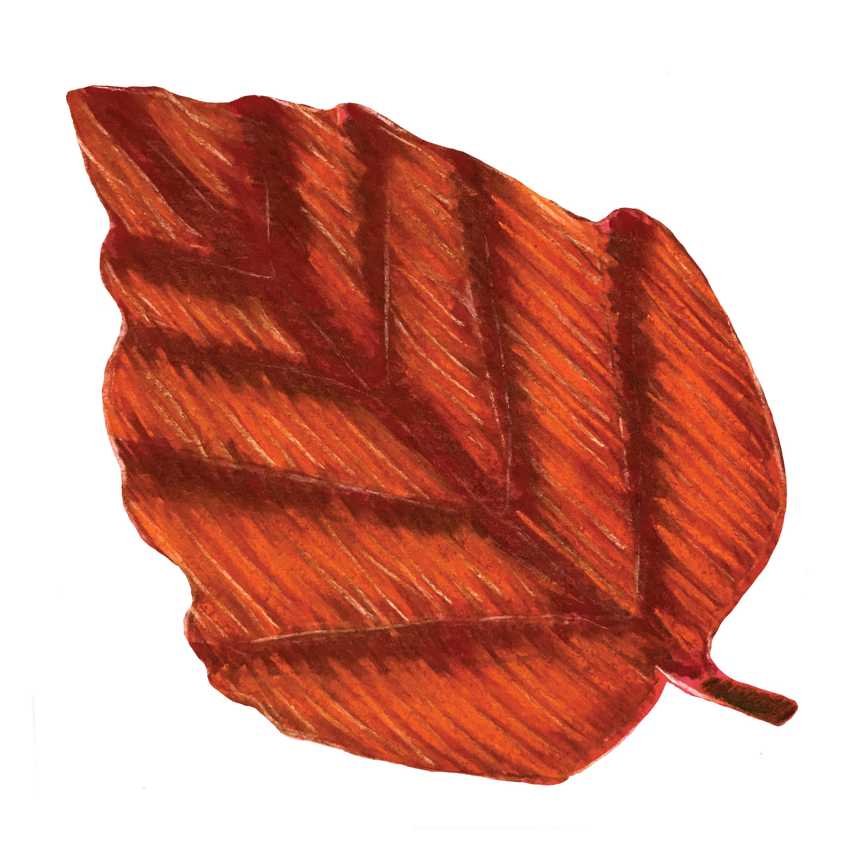Perfect Leaf Stencils