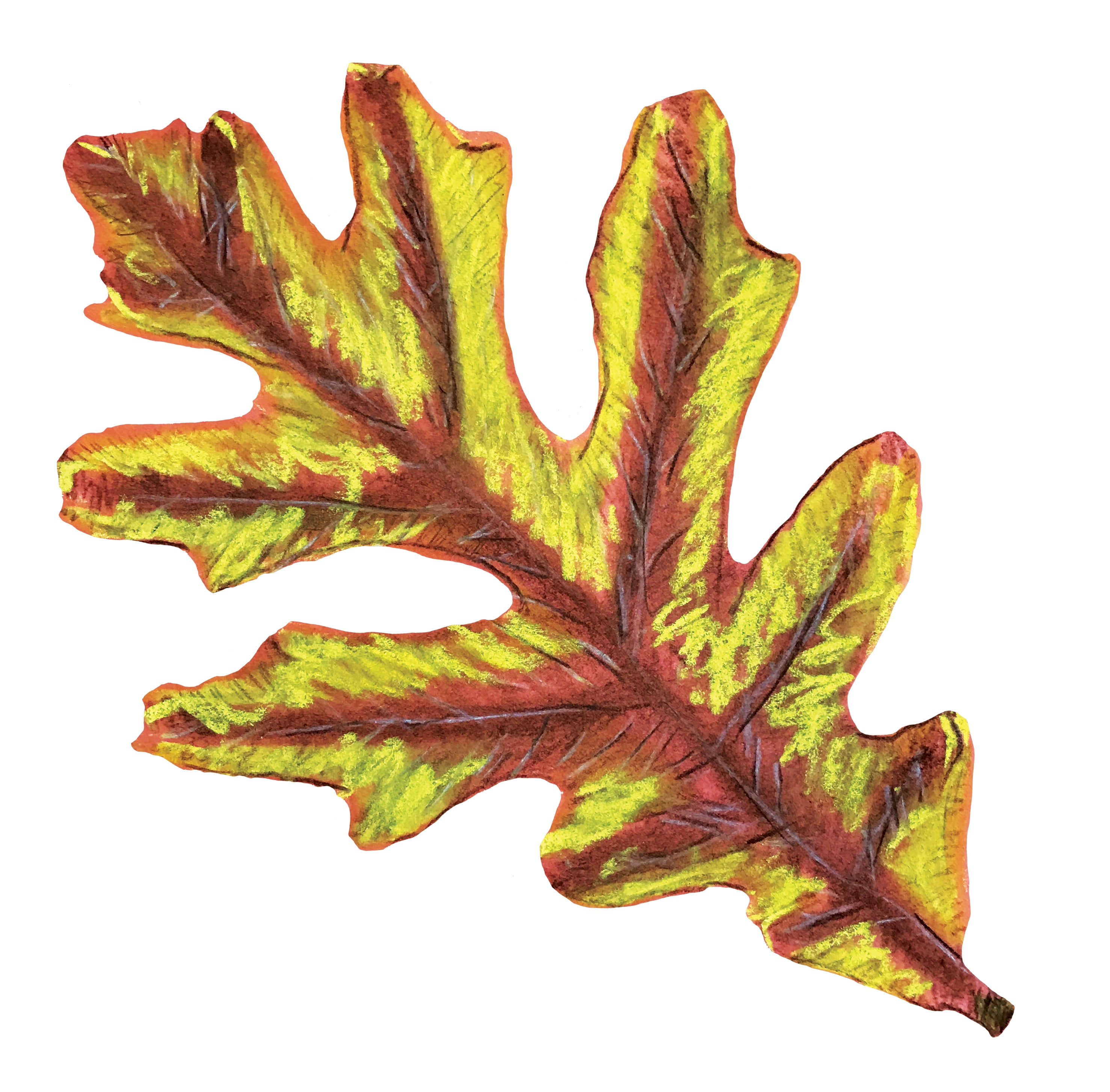 Perfect Leaf Stencils