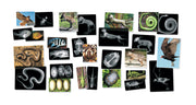 Animal X-Rays  14/pkg