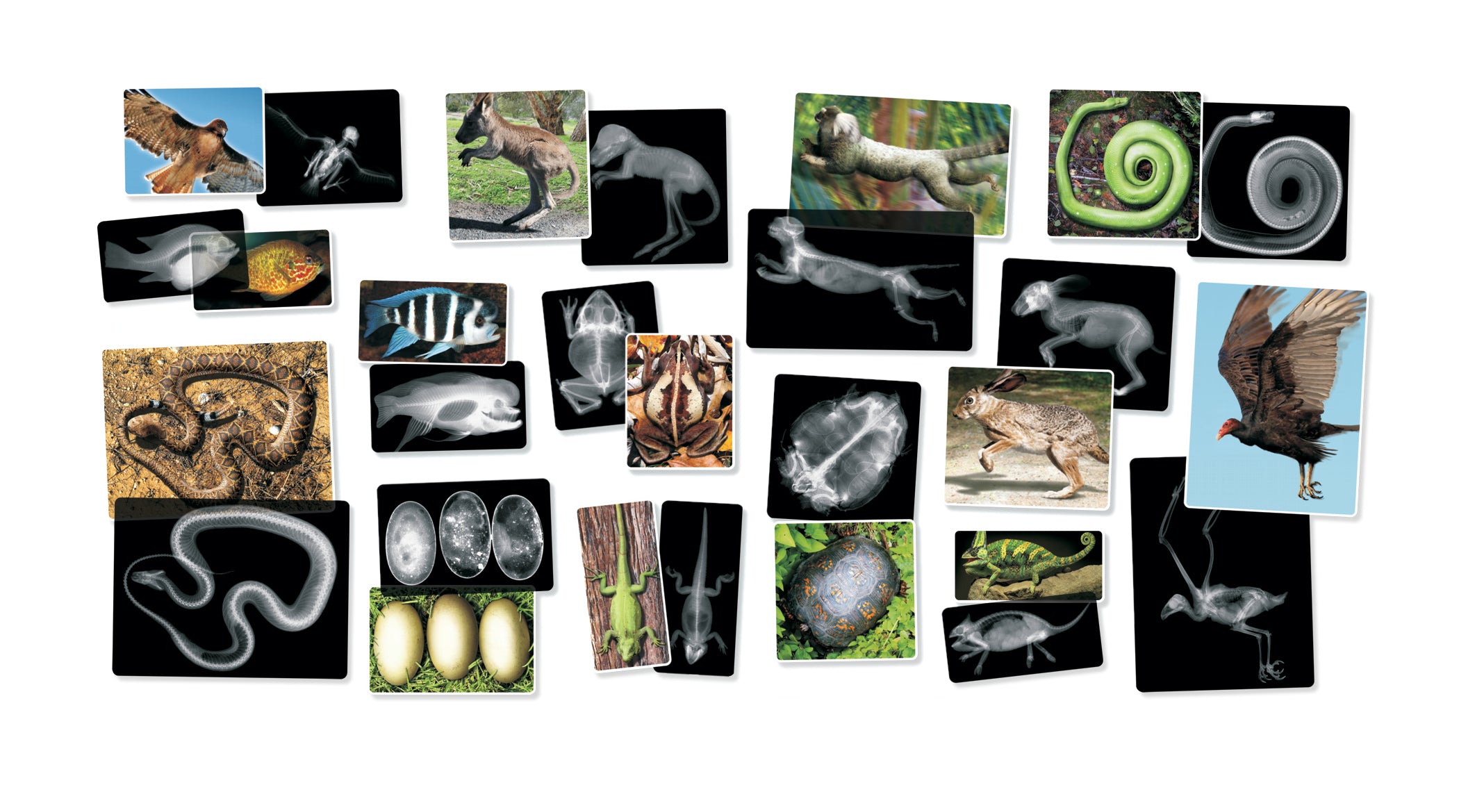 Animal X-Rays  14/pkg