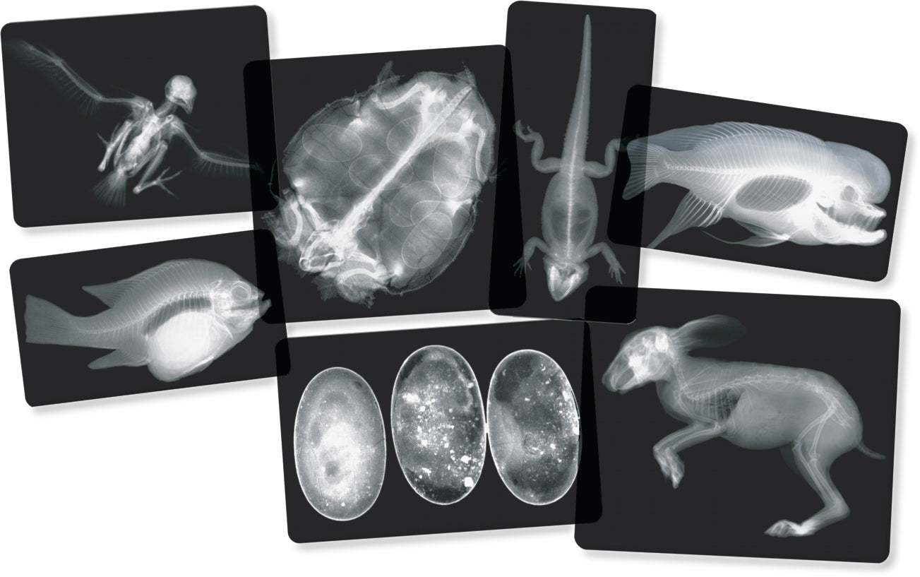 Animal X-Rays  14/pkg