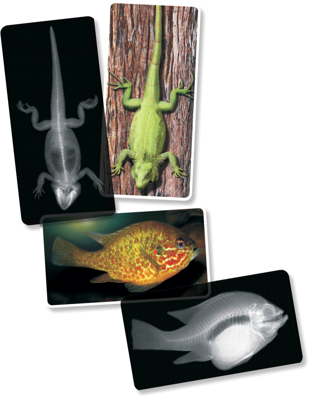 Animal X-Rays  14/pkg