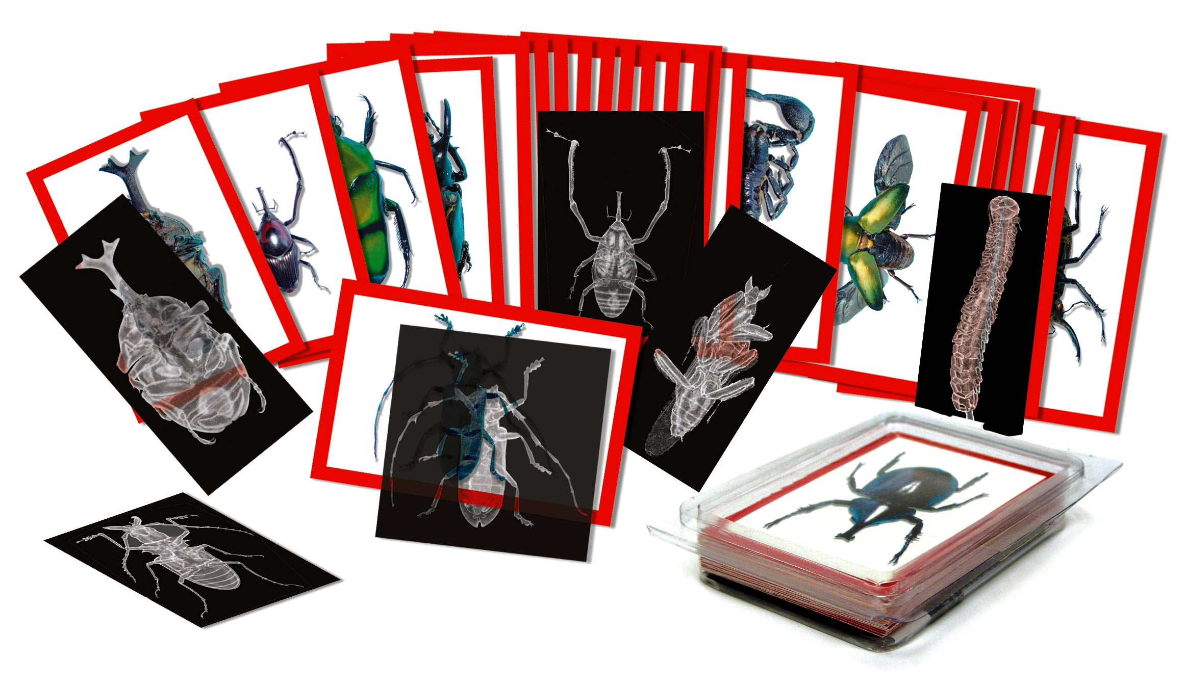 Insect X-Rays & Picture Cards  36/pkg