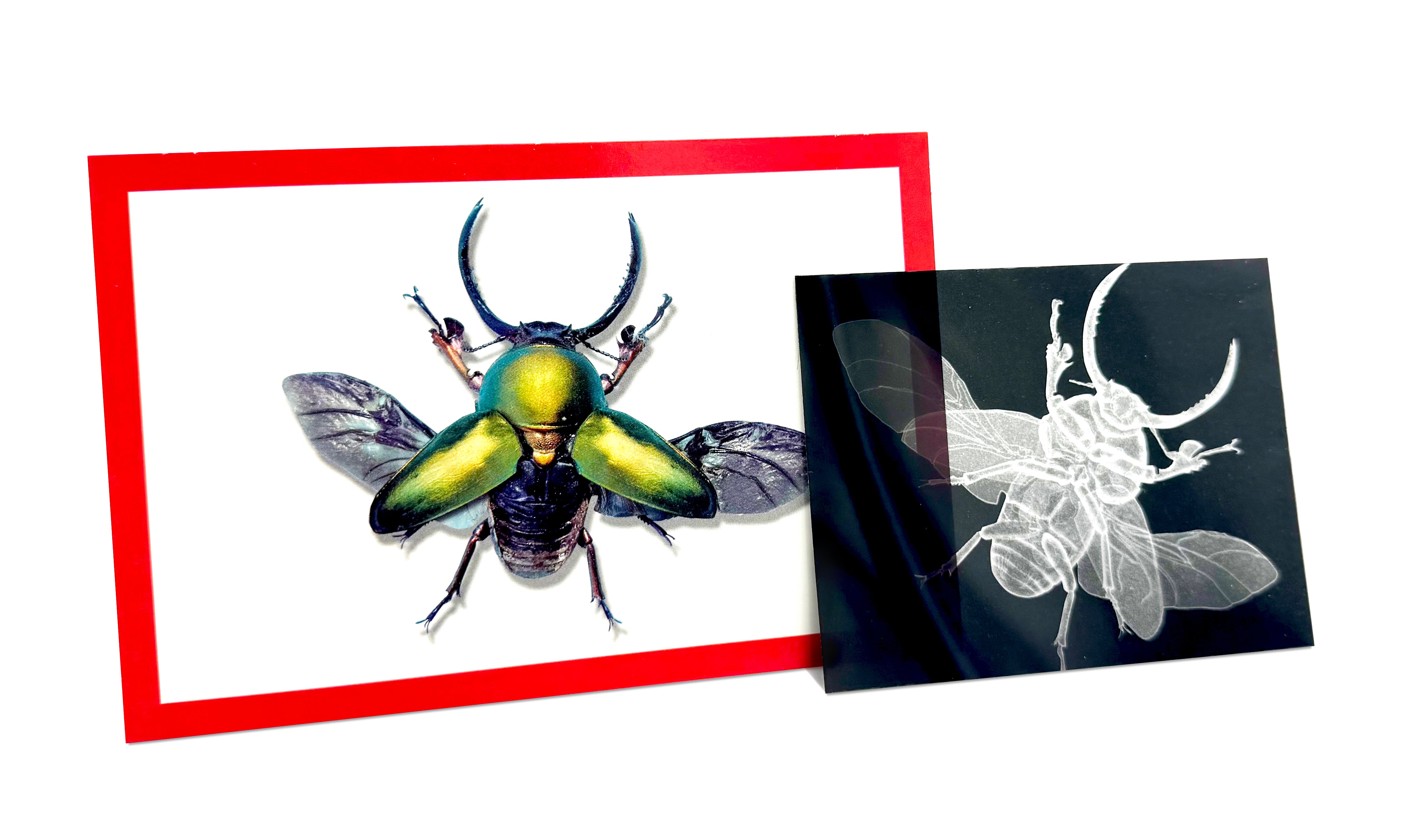 Insect X-Rays & Picture Cards  36/pkg