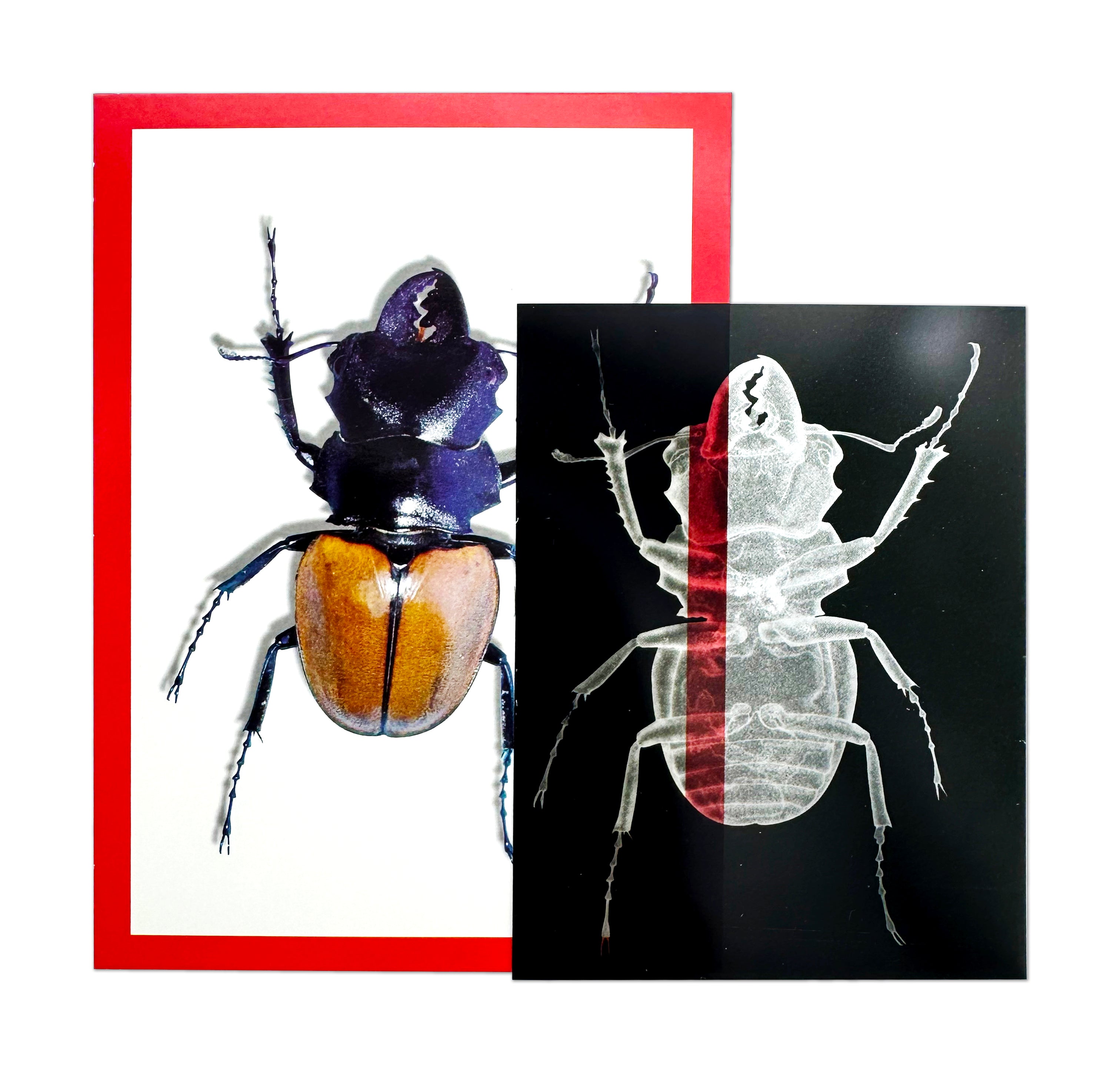 Insect X-Rays & Picture Cards  36/pkg
