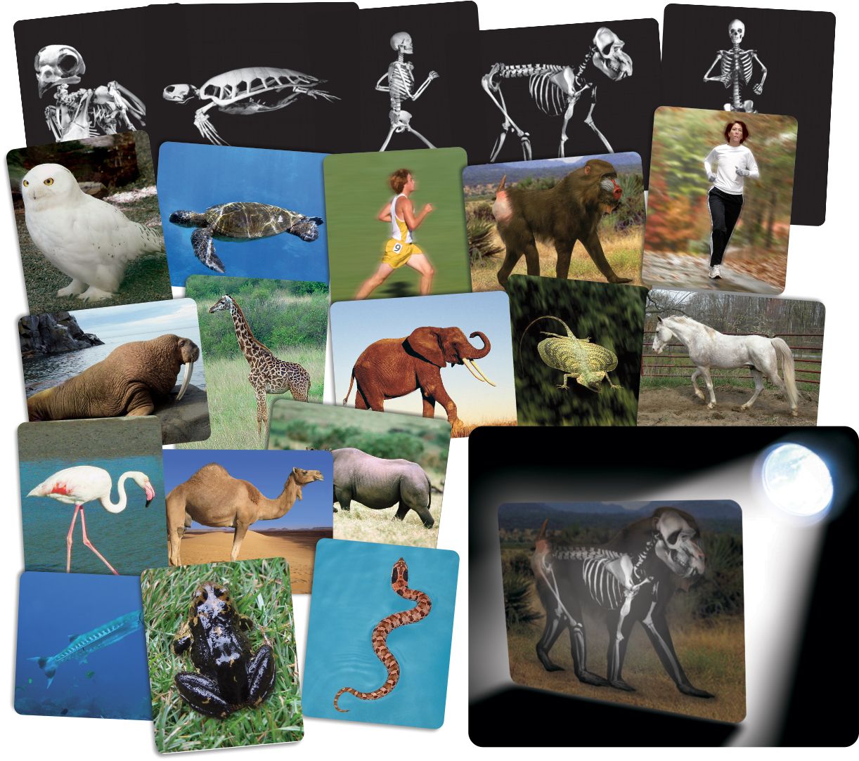 What's Inside Animals  16/pkg