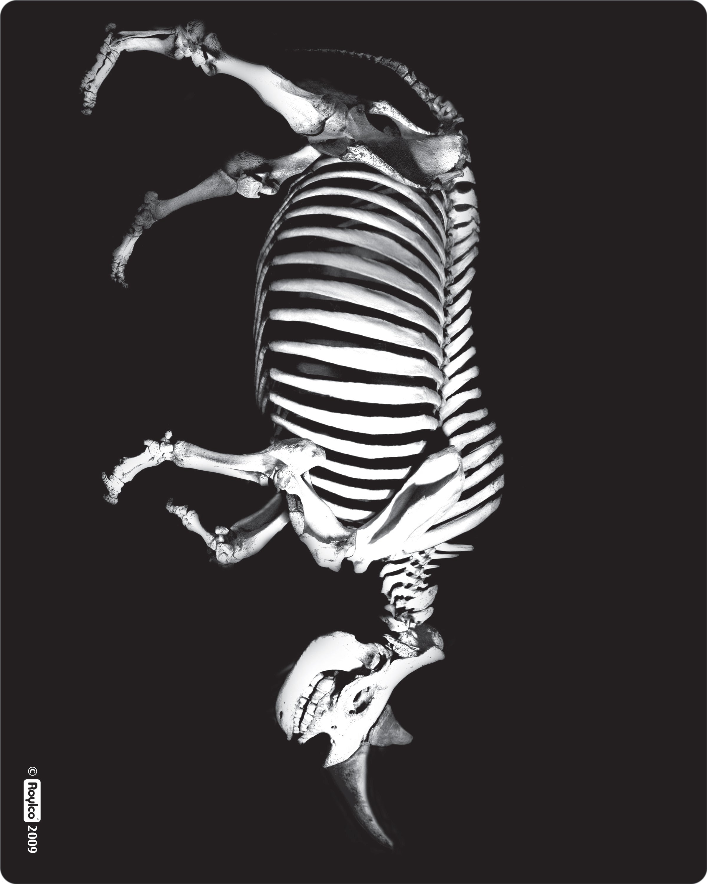 What's Inside Animals  16/pkg