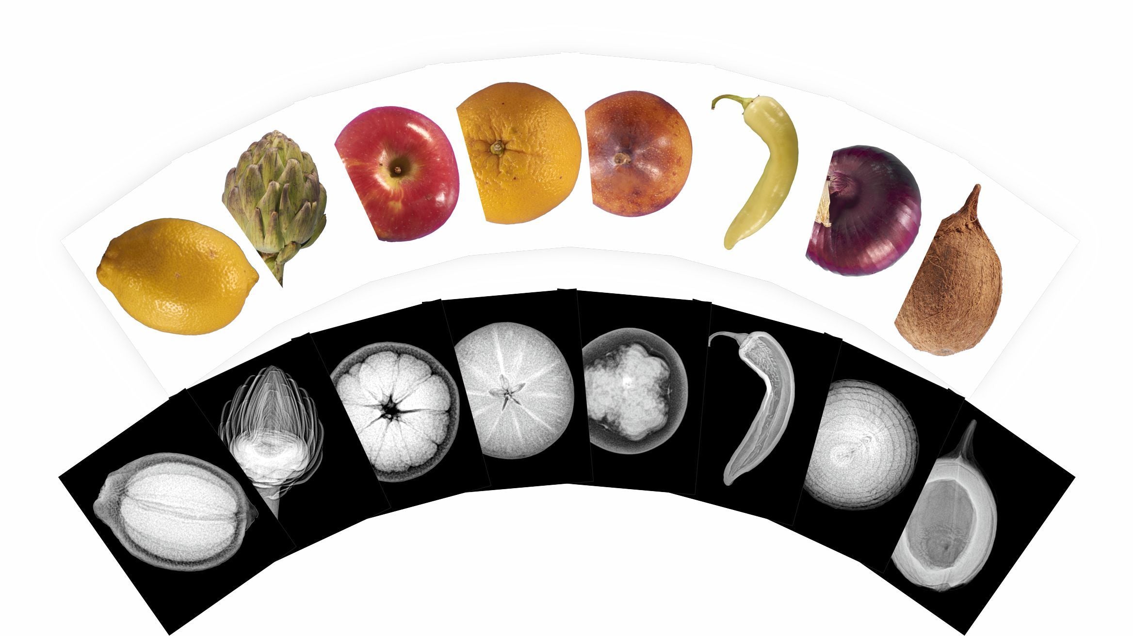 Plant X-rays & Picture Cards